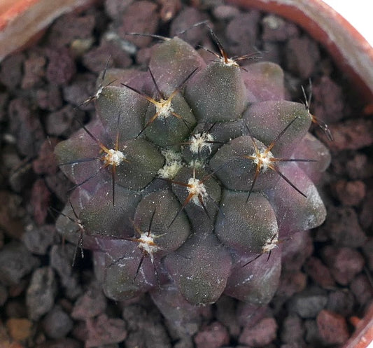 Copiapoa cinerea X griseoviolacea INE60