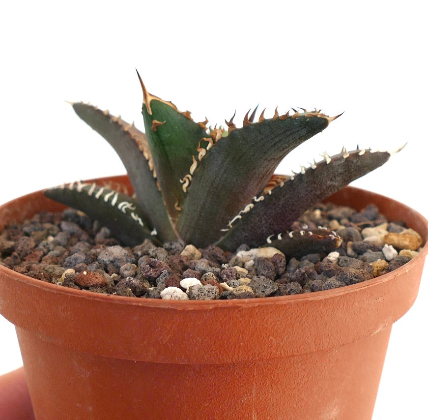 Agave titanota cv SHARK SHOUI 866