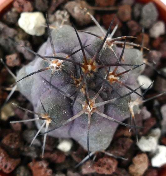 Copiapoa griseoviolacea PL3