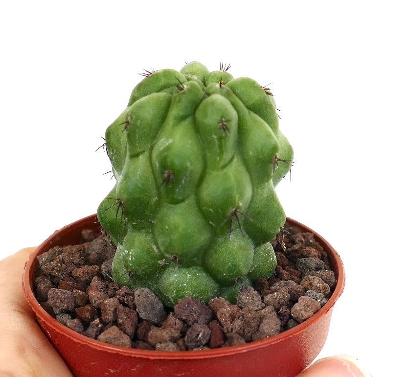 Copiapoa cinerea KIKKO GREEN X Copiapoa hypogaea 12/18TEN