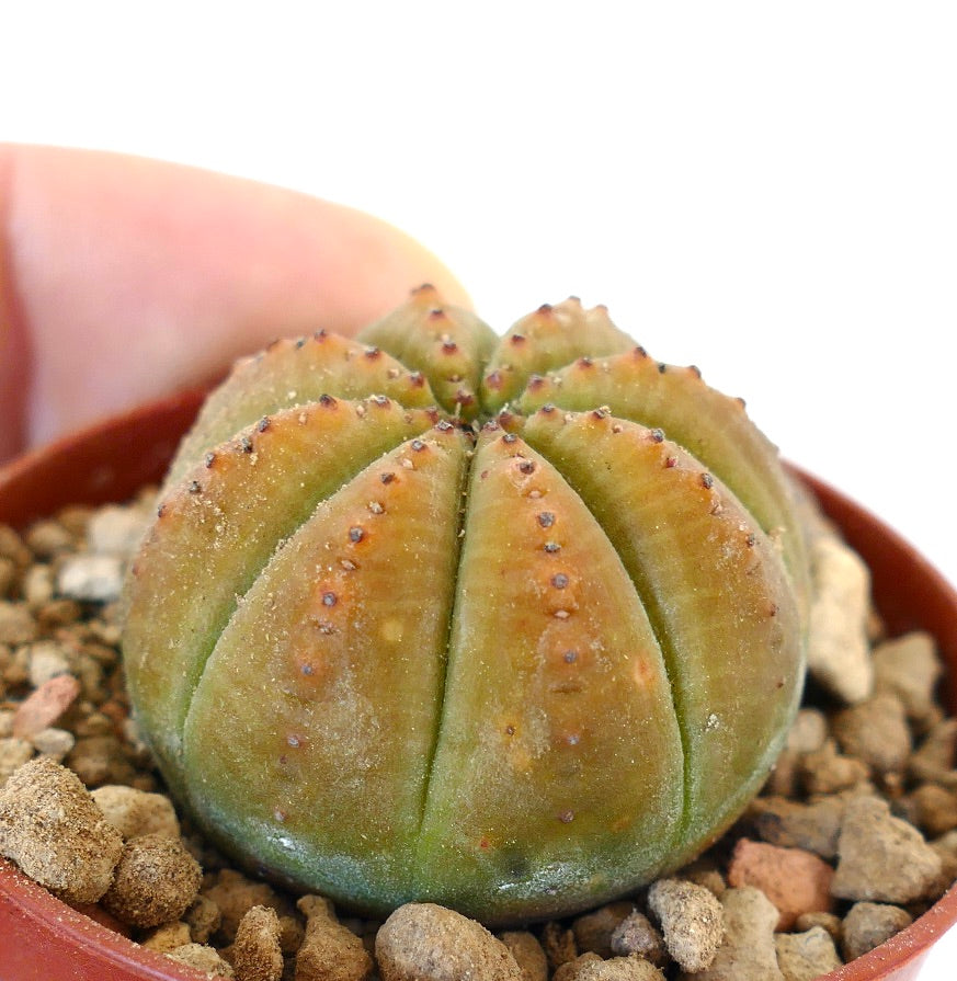 Euphorbia obesa YELLOW BODY 005