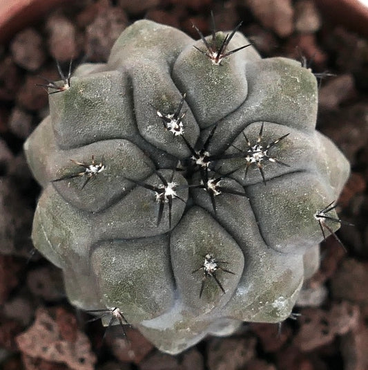 Copiapoa cinerea var. nudum X Copiapoa hypogaea SS3