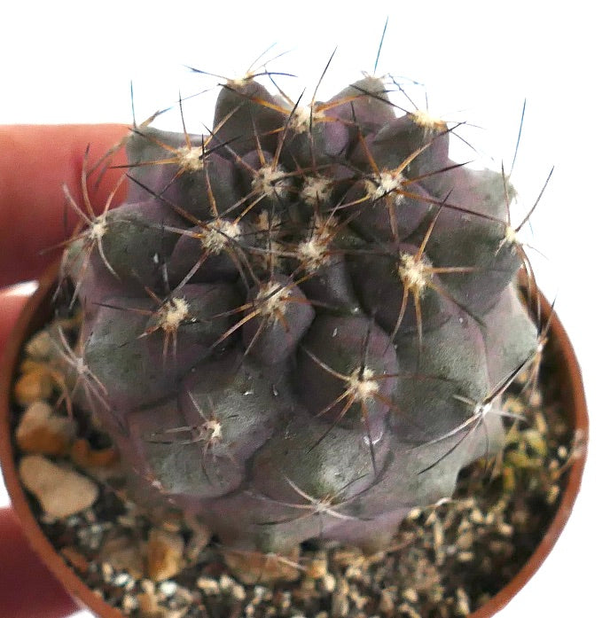 Copiapoa cinerea X humilis VV6