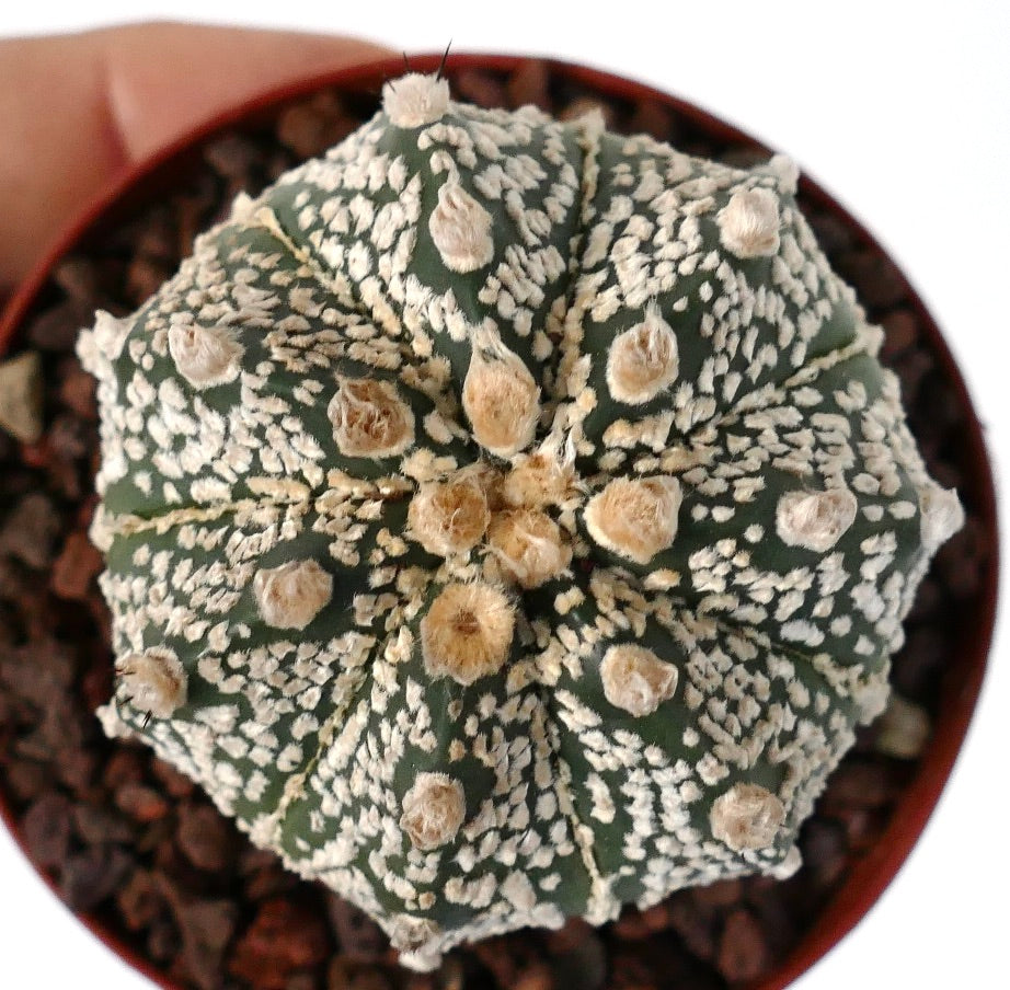 Astrophytum cv ONZUKA x SUPERKABUTO A84