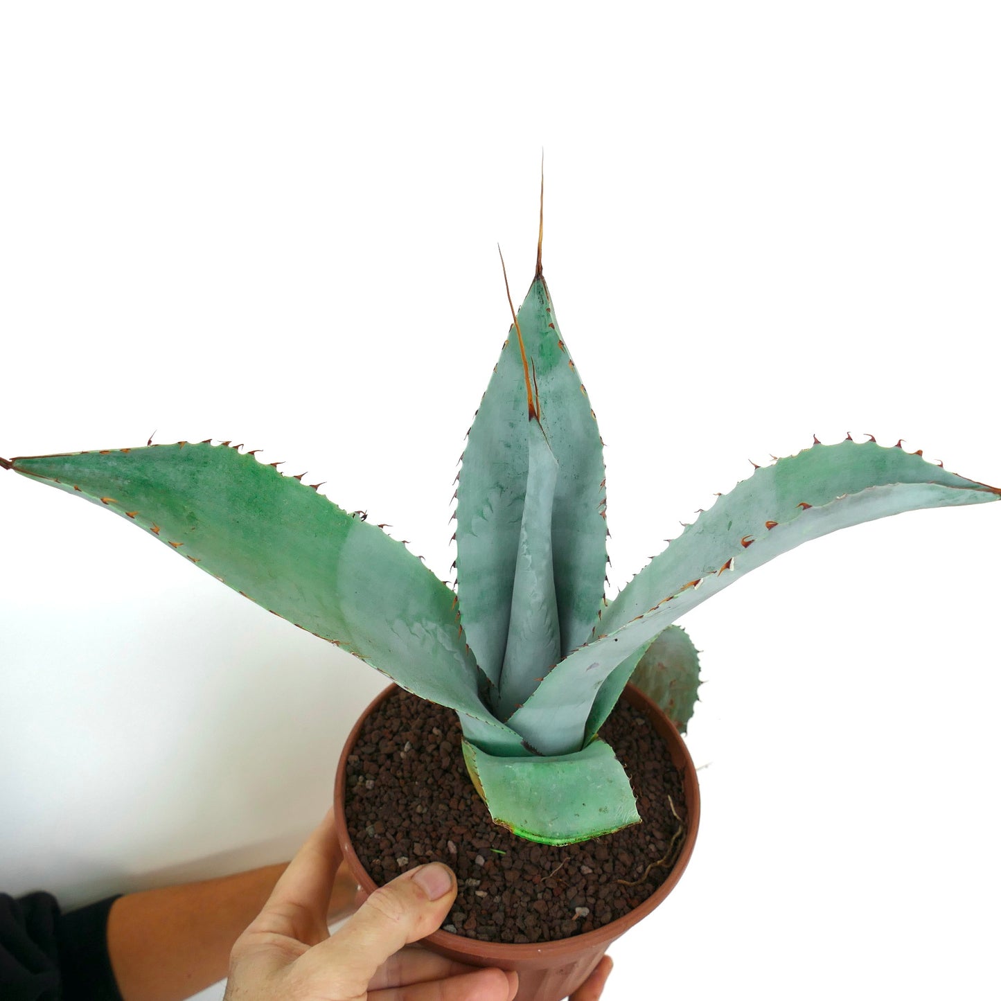 Agave weberi X eborispina LONG SPINES (Mr. Corsi HYBRID) UV7T