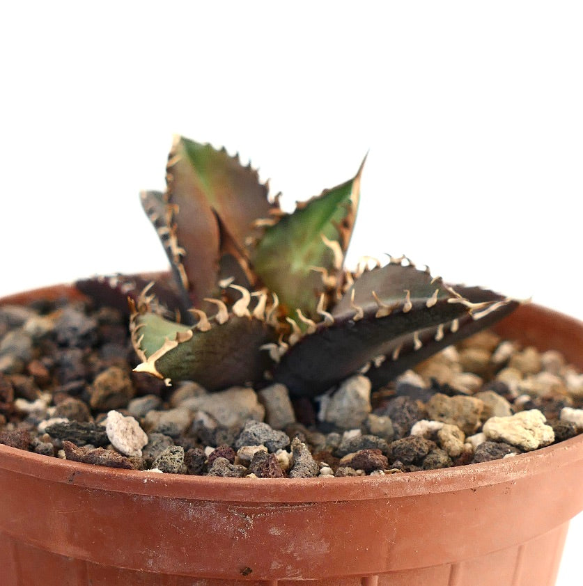 Agave titanota cv SHARK SHOUI 2003