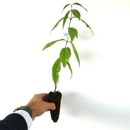 Calycanthus praecox 15-30cm