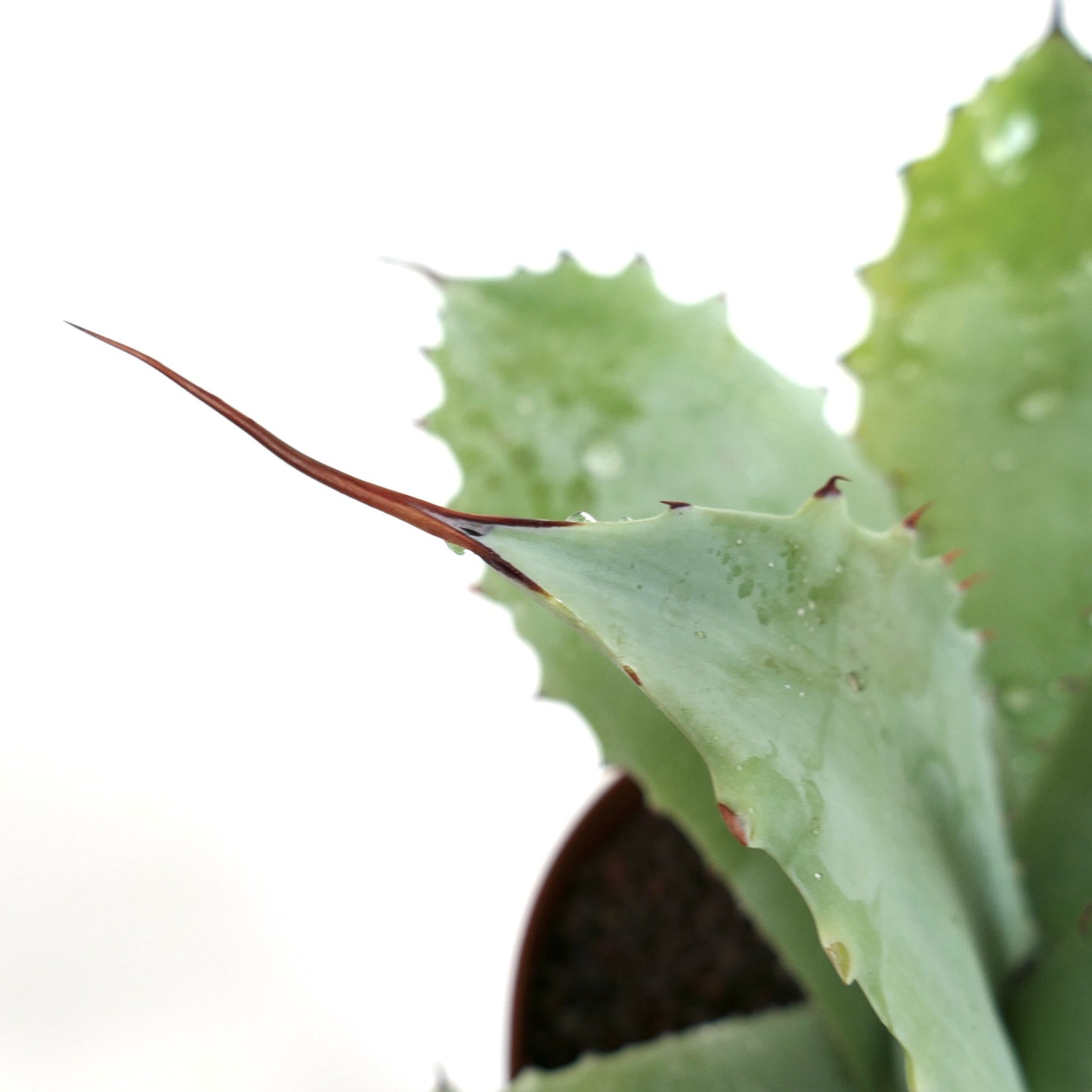 Agave ovatifolia X Agave utahensis eborispina (Mr Corsi) MAX84