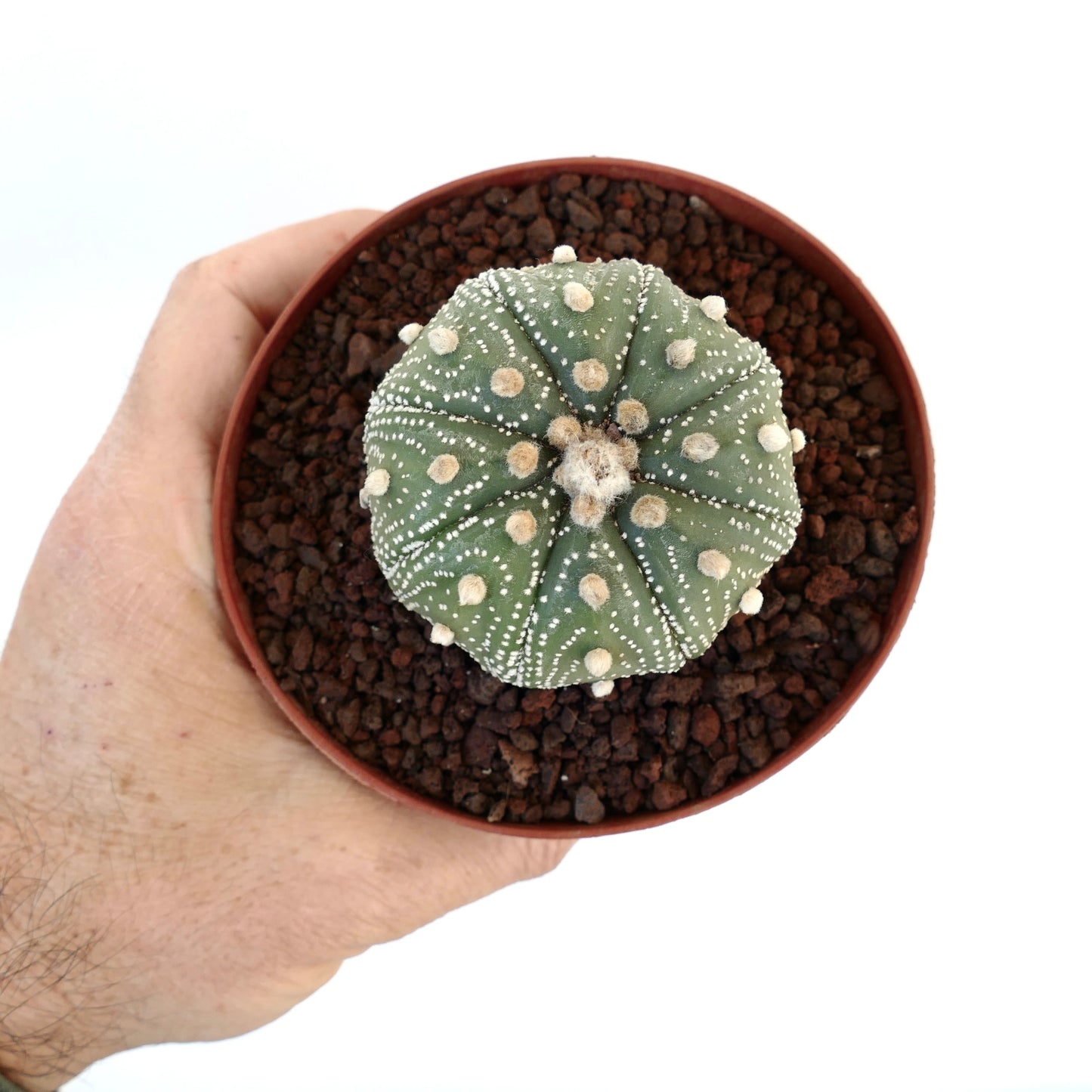 Astrophytum asterias cv OIBBO STAR-SHAPE MPS1