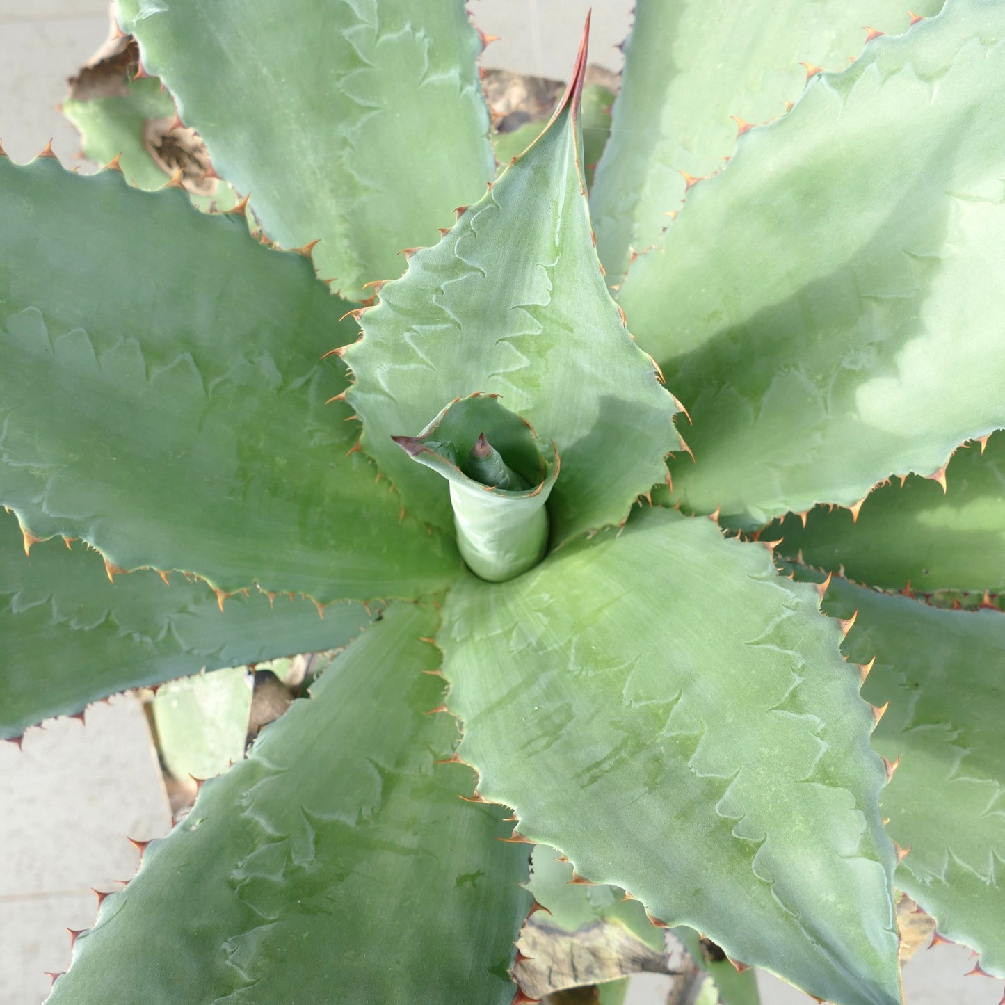 Agave asperrima subsp. potosiensis X Agave ovatifolia (Mr. Corsi HYBRID)