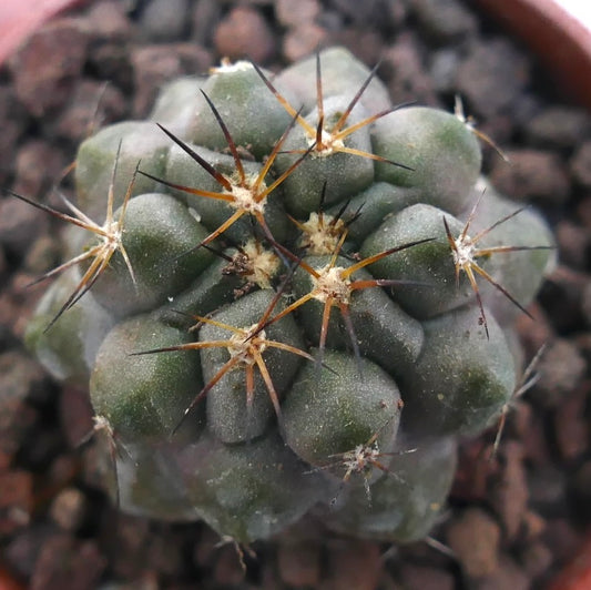 Copiapoa cinerea X Copiapoa serpentisulcata RNM1