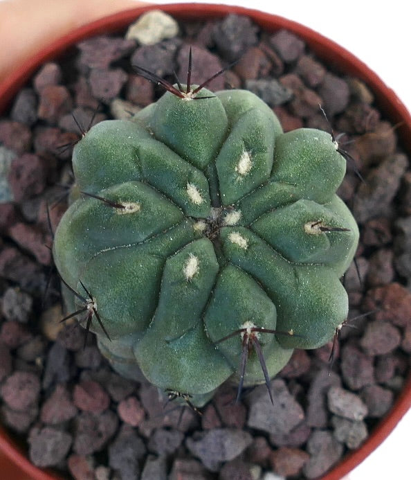 Copiapoa cinerea GREEN X hypogaea 50P