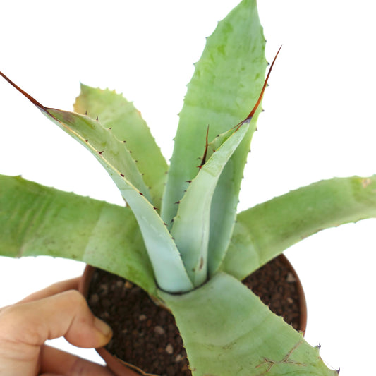 Agave f3 HYBRID (ovatifolia x weberi x eborispina) by Mr. Corsi FPQ1