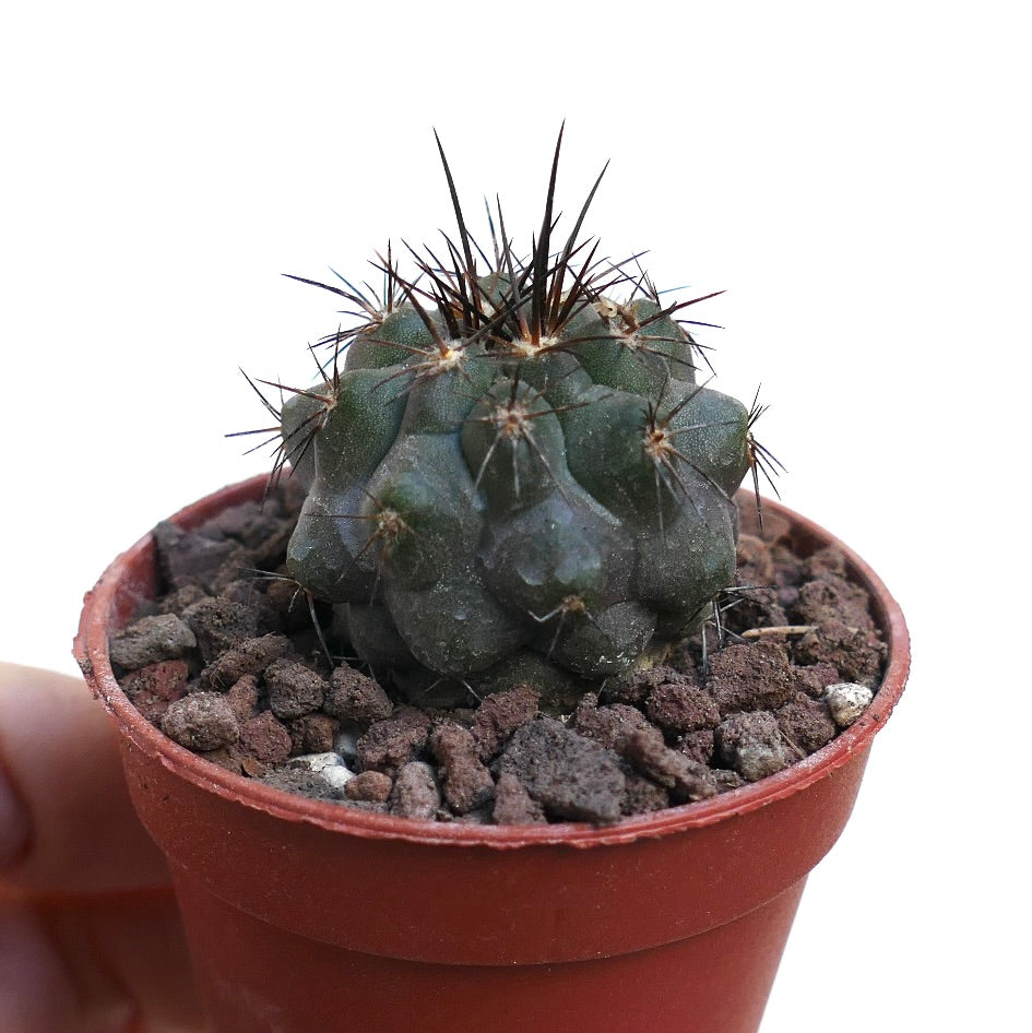 Copiapoa cinerea x atacamensis ZPQ61