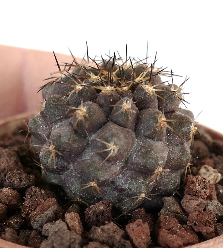 Copiapoa cinerea X Copiapoa goldii J683