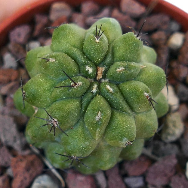 Copiapoa cinerea x hypogaea Z1N