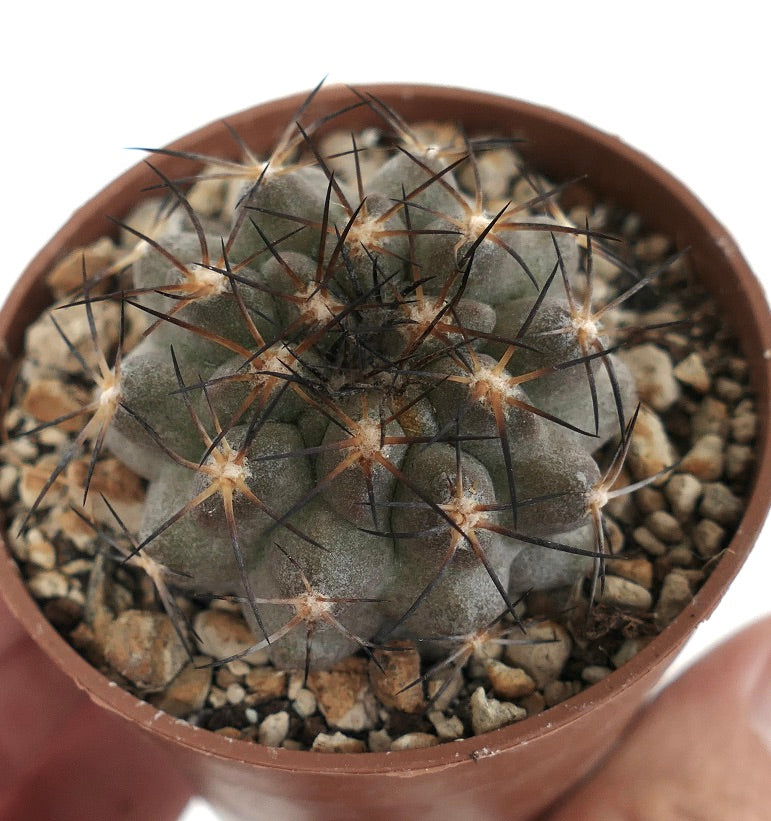 Copiapoa vallenarensis (VALLENAR south of Huasco) RMZ2