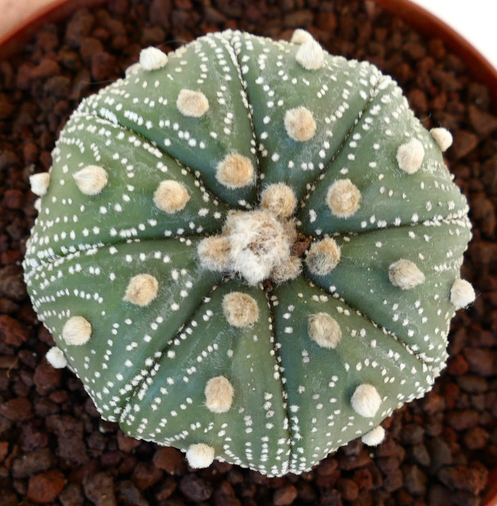 Astrophytum asterias cv OIBBO STAR-SHAPE MPS1