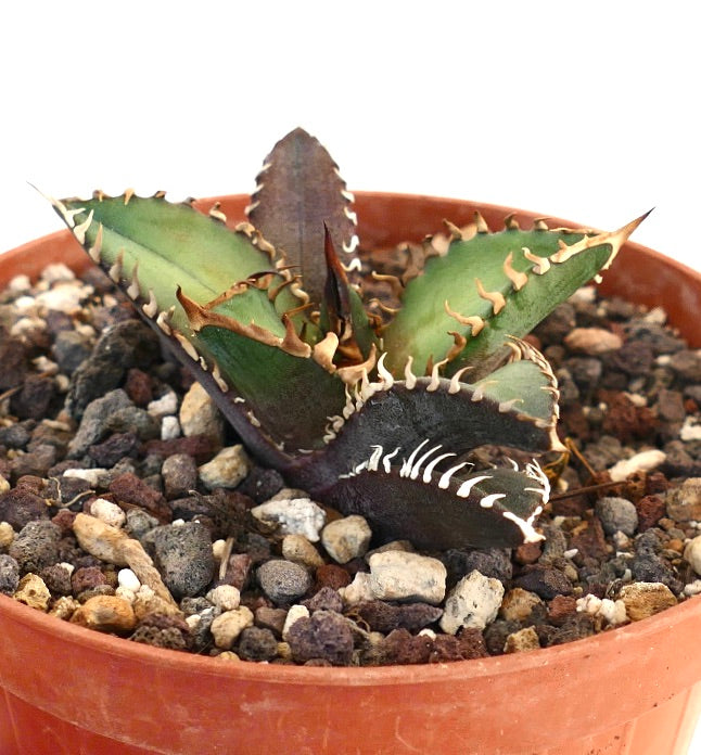 Agave titanota cv SHARK SHOUI LKL