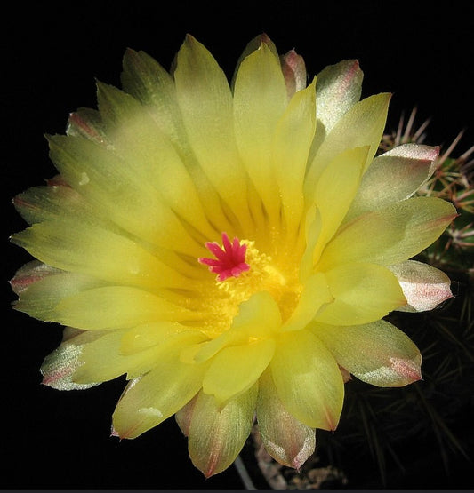 Notocactus submammulosus SEEDS