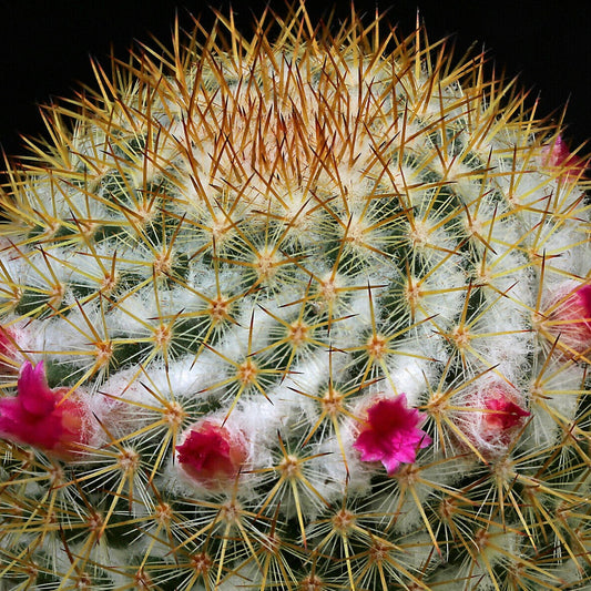 Mammillaria columbiana SEEDS