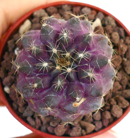 Copiapoa griseoviolacea X serpentisulcata 208N