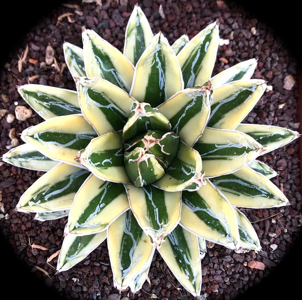 Agave victoriae-reginae | Unique Plant for Devoted Collectors