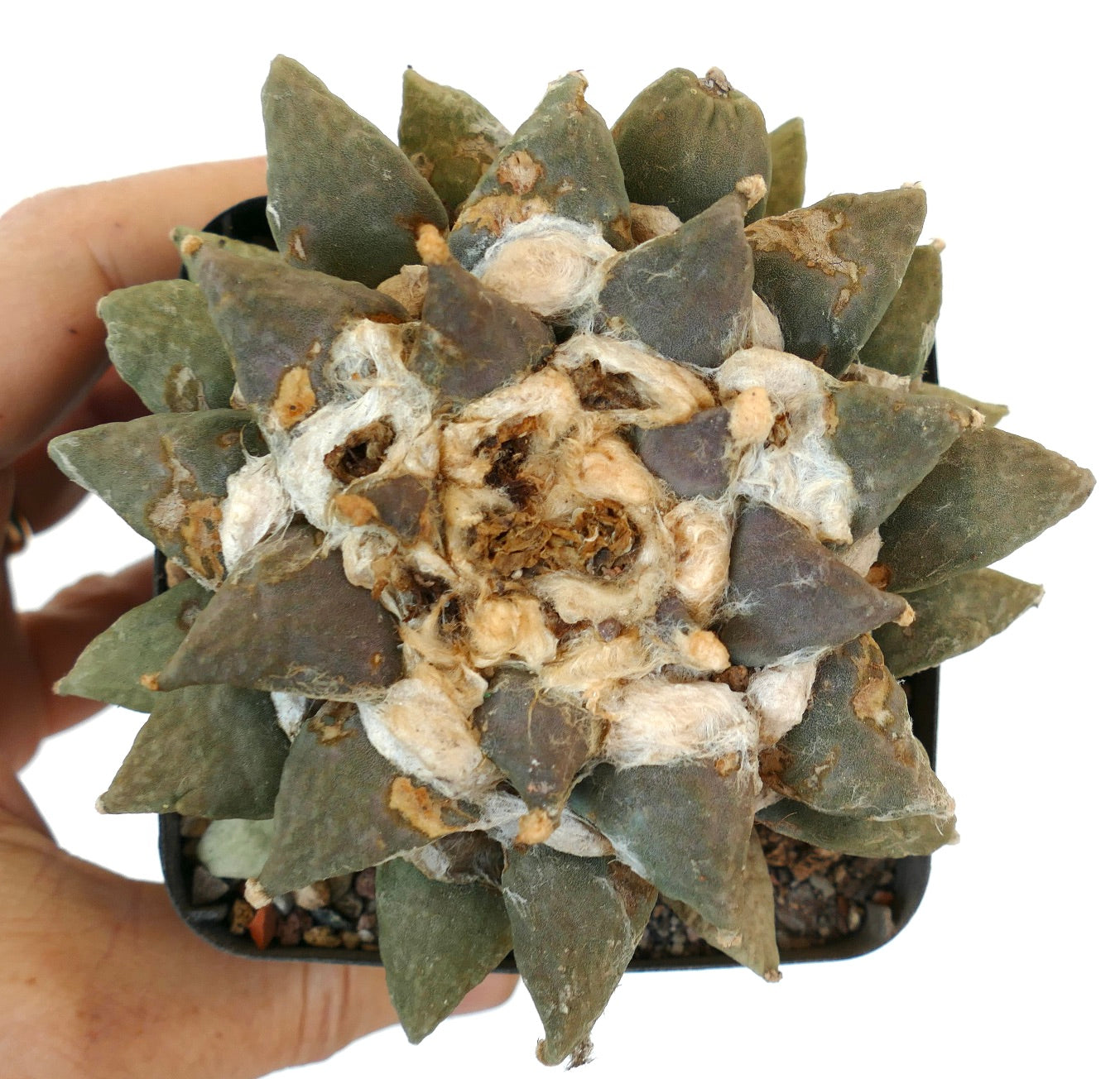 Ariocarpus retusus cv MARUIBO x Ariocarpus furfuraceus R7