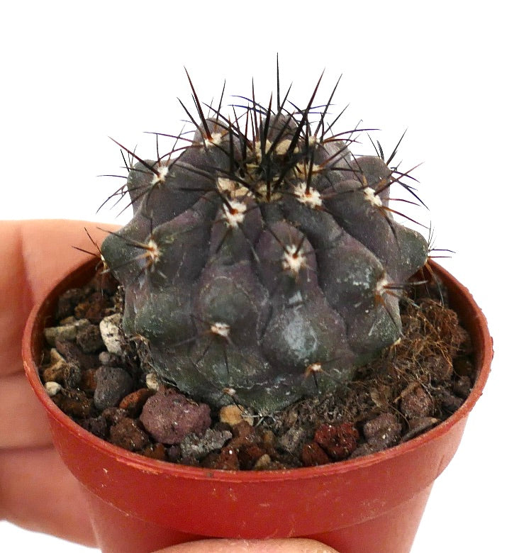 Copiapoa cinerea X griseoviolacea AQ7