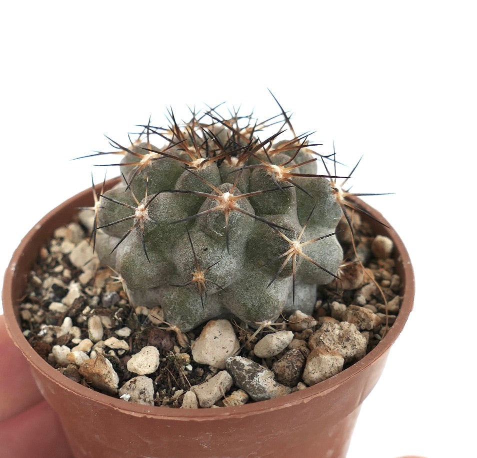 Copiapoa vallenarensis (VALLENAR south of Huasco) RMZ2