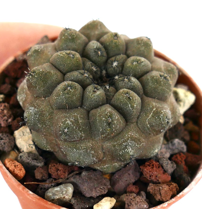 Copiapoa hypogaea KIKKO BROWN Z9