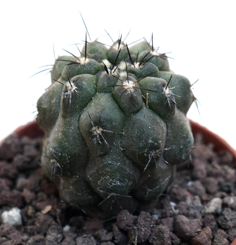 Copiapoa cinerea X humilis MPS10