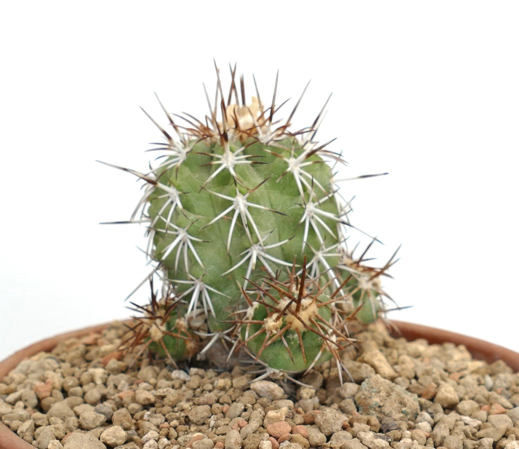 Copiapoa solaris