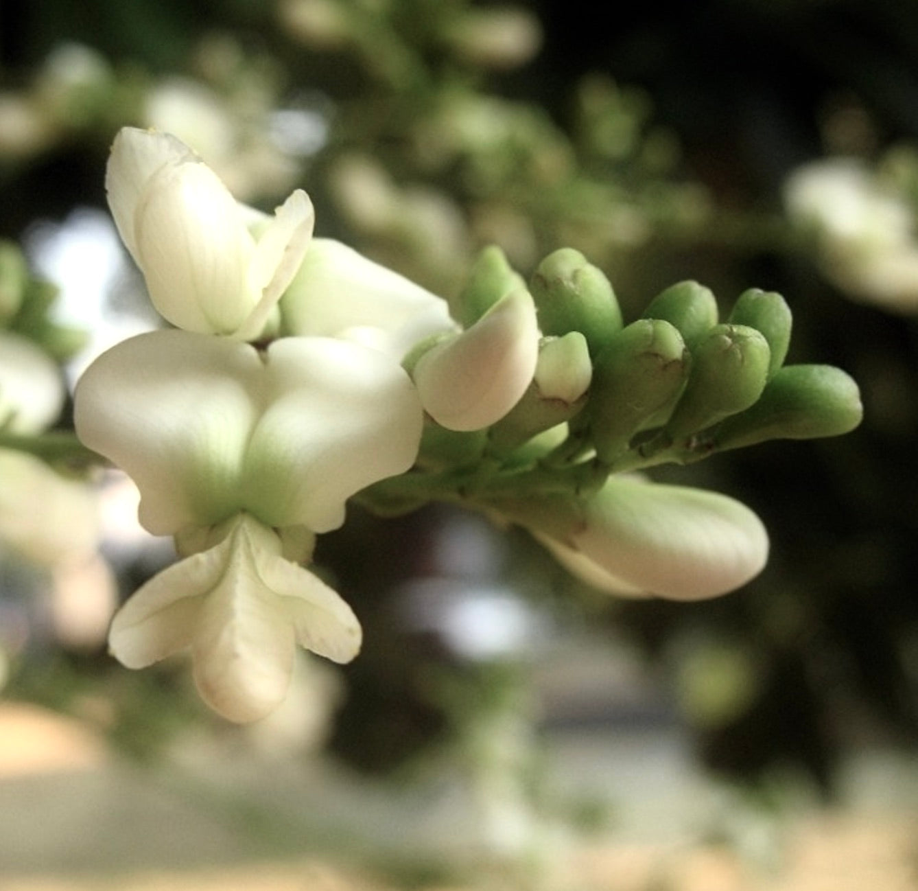 Sophora japonica 30-50cm