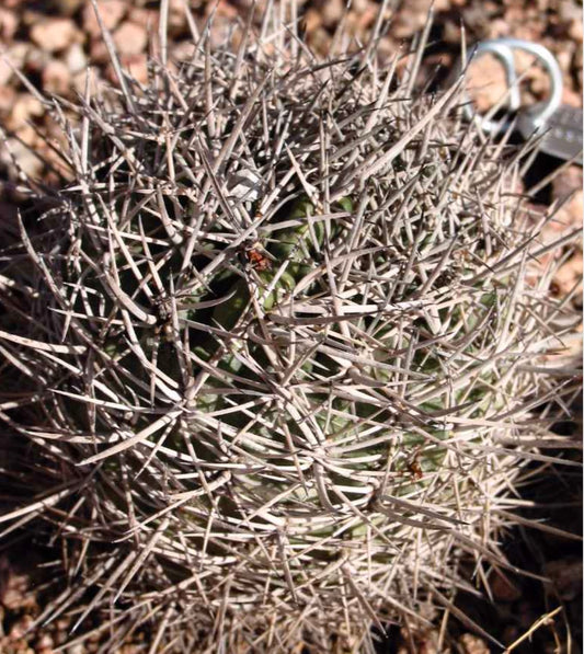 Neoporteria limariensis SEEDS