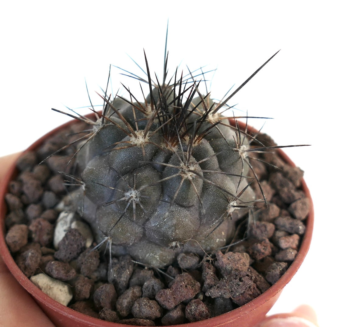 Copiapoa atacamensis N7