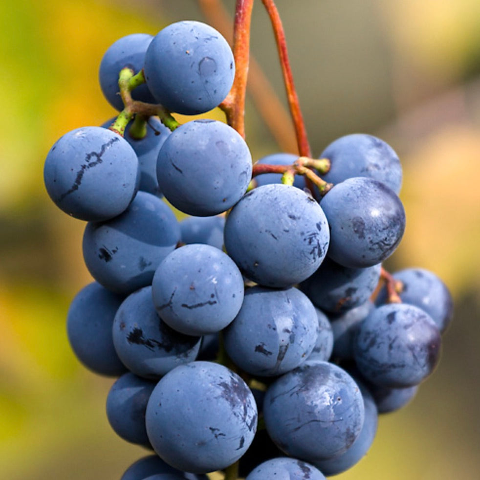 Vitis labrusca cv DARK NIAGARA FALLS grappolo di uva matura di colore blu scuro sulla vite