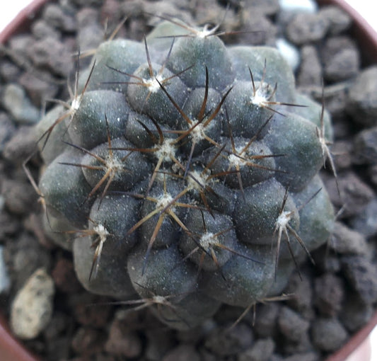 Copiapoa cinerea X Copiapoa serpentisulcata WE334