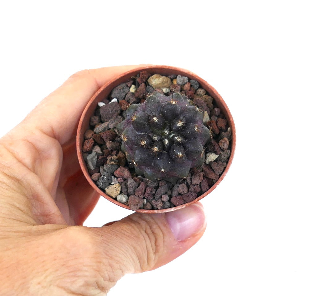 Copiapoa griseoviolacea CPP1