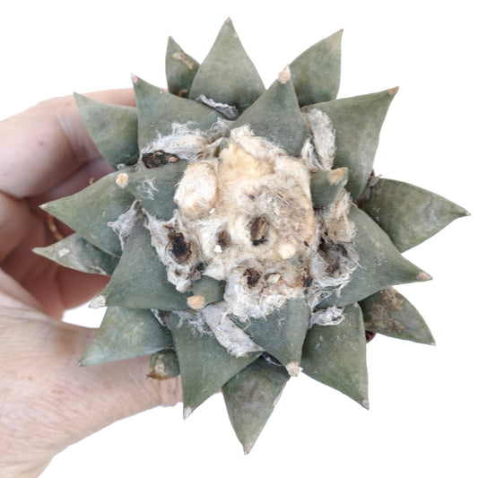 Ariocarpus retusus GREEN-GREY FORM M78