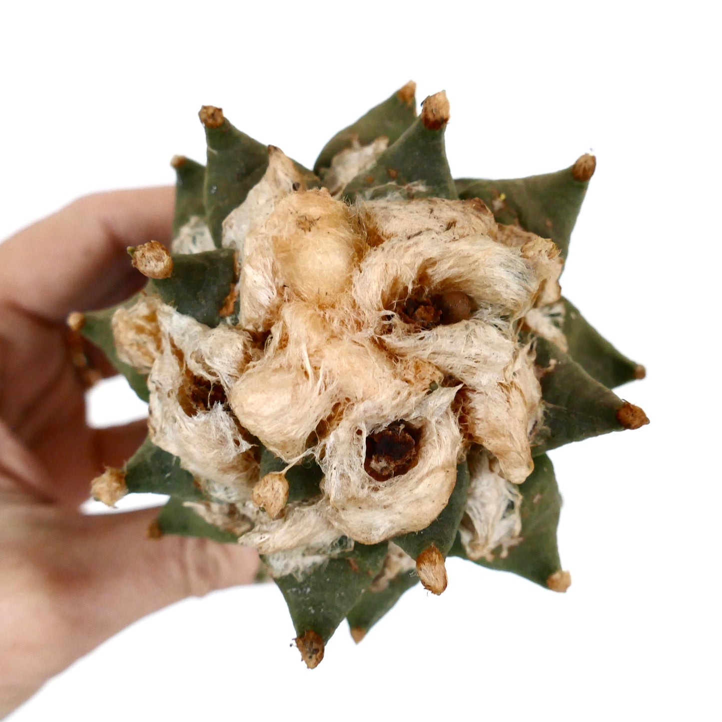 Ariocarpus retusus X fissuratus cv BALL LANATUS 76K 