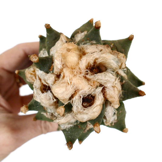 Ariocarpus retusus X fissuratus cv BALL LANATUS 76K