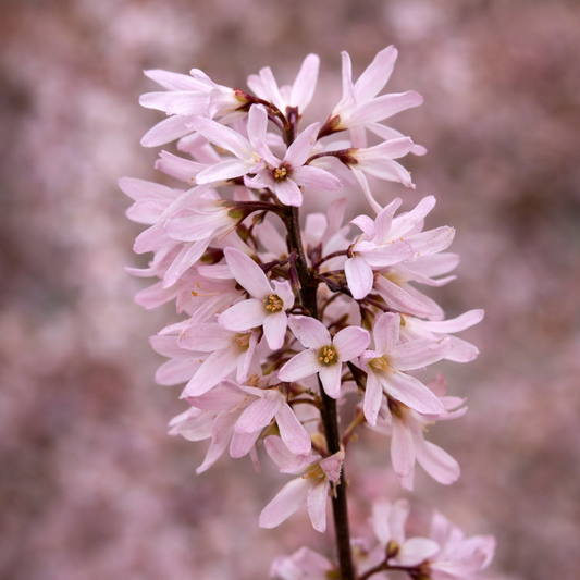 Abeliophyllum distichum cv PINKY LADY zarter blassrosa blühender Strauchbüschel