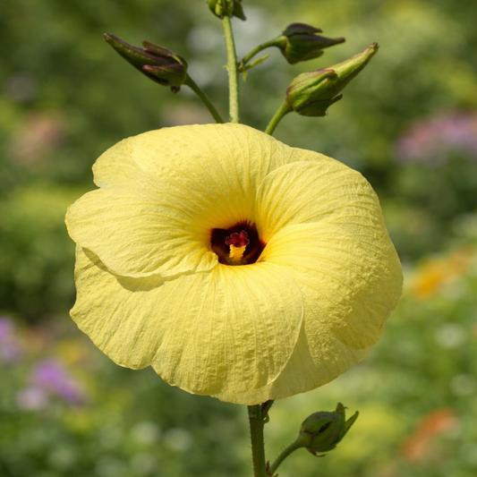 Abelmoschus manihot large yellow hibiscus flower with dark red center and buds