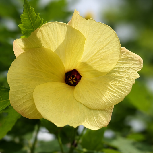 Abelmoschus moschatus yellow hibiscus flower with green leaves in natural light