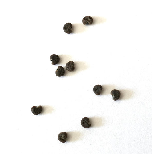 Abelmoschus moschatus seeds small dark curved textured for planting
