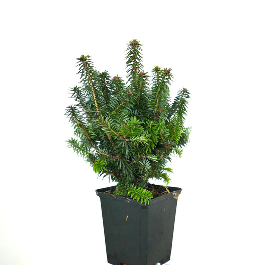 Abies balsamea