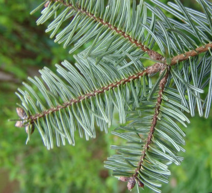 Abies bornmuelleriana conifer branch with soft, bluish-green needles and brown stems