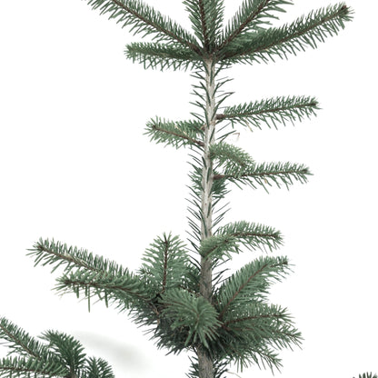 Abies bornmuelleriana young conifer with dense blue-green needle clusters and upright branches