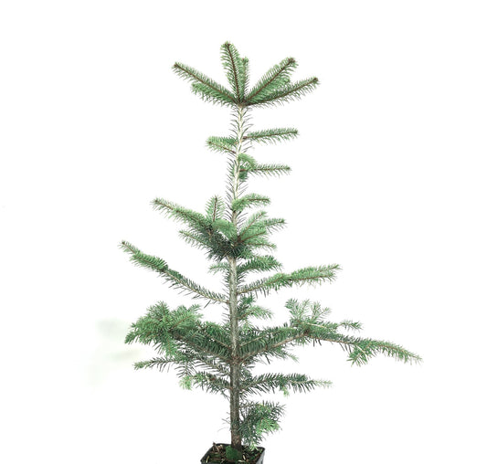 Abies bornmuelleriana